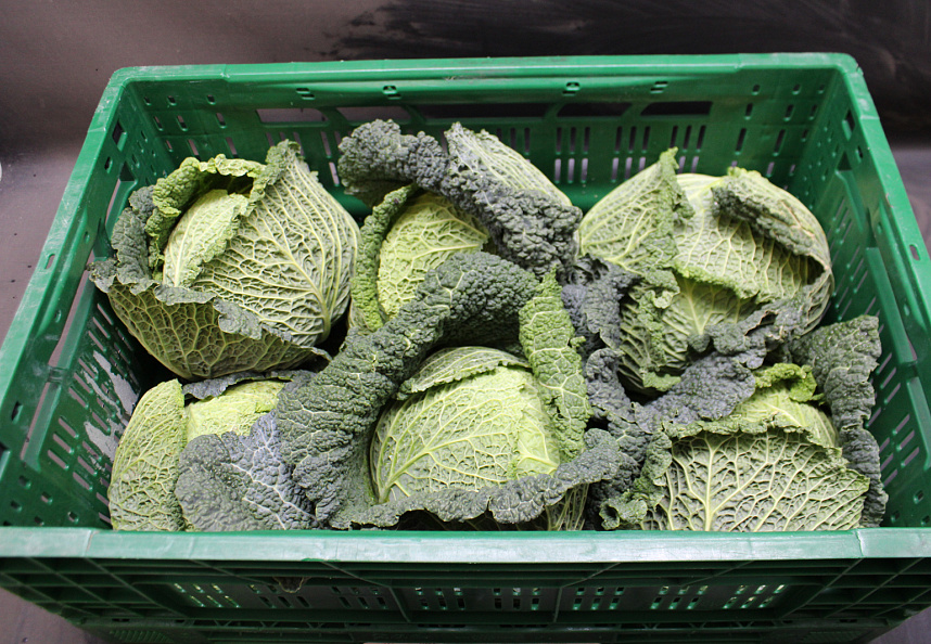 Groene Kool 6st. Holland