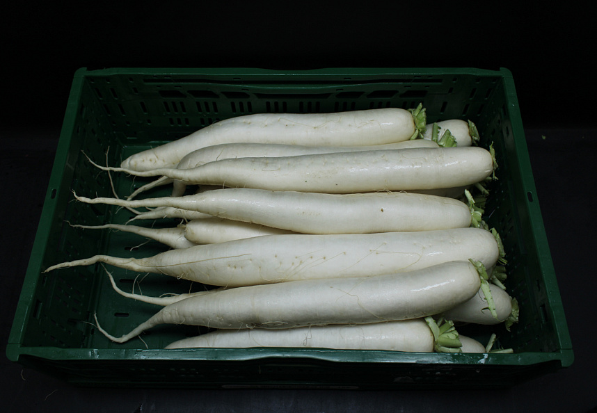 Rettich / Daikon 15 st.