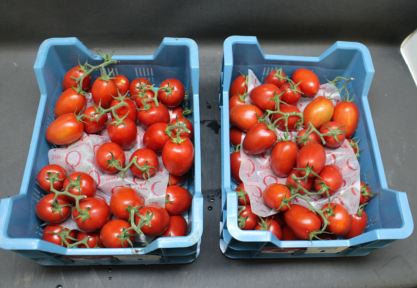 Tomaten Tros Pomodorie