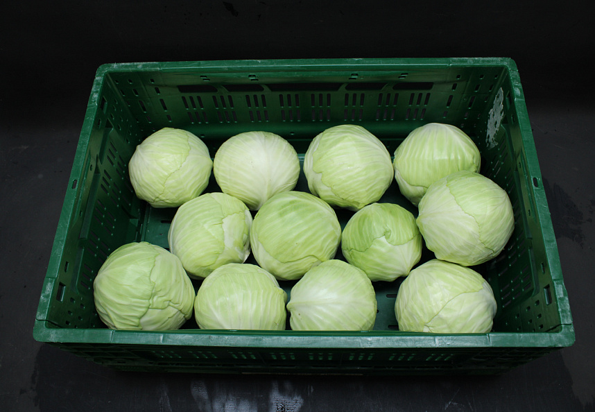 Witte Kool 12 st.