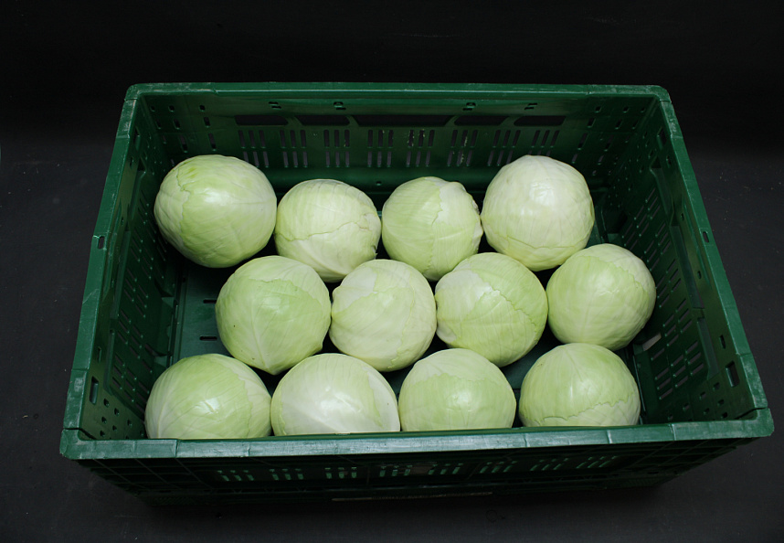 Witte Kool 12 st.