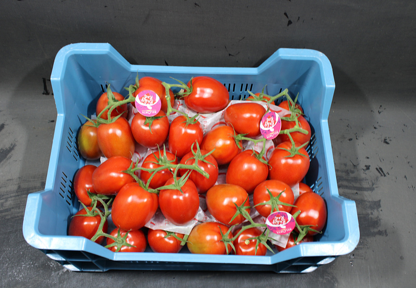 Tomaten Tros Pomo RUBY