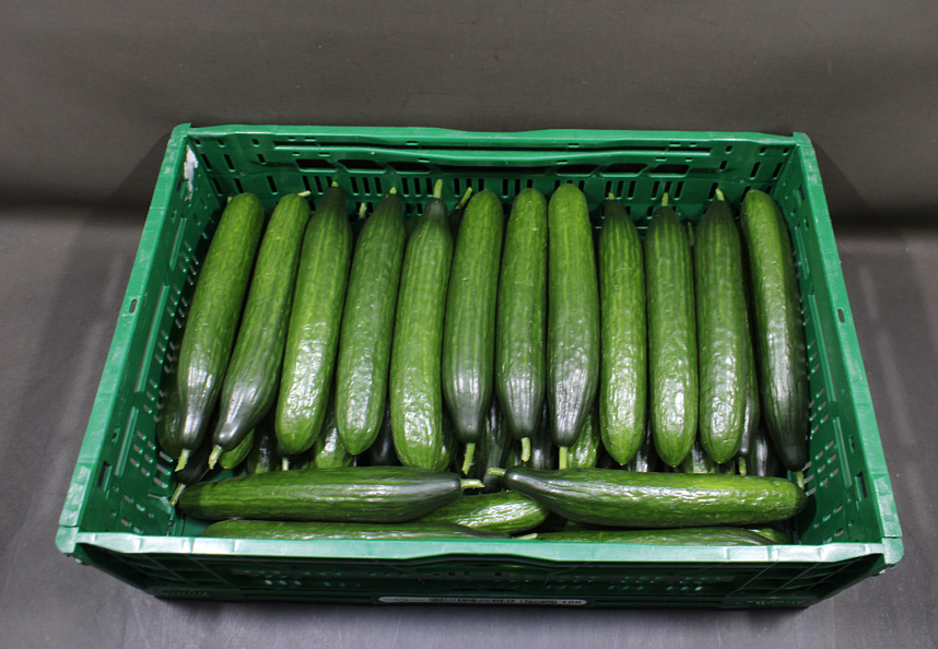 Komkommer 300