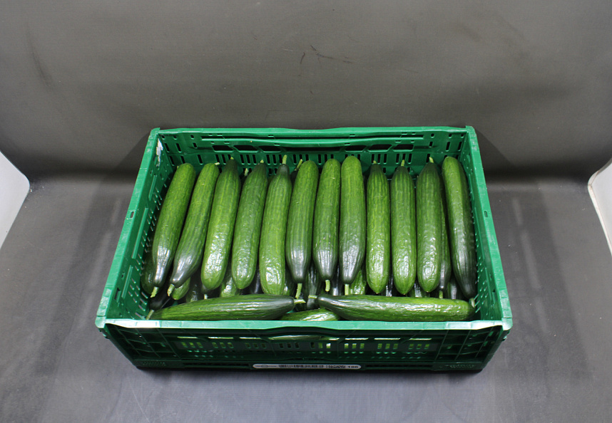 Komkommer 300