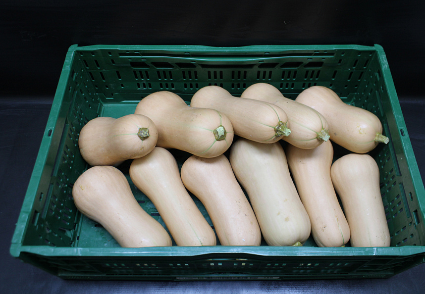 Pompoen Butternut