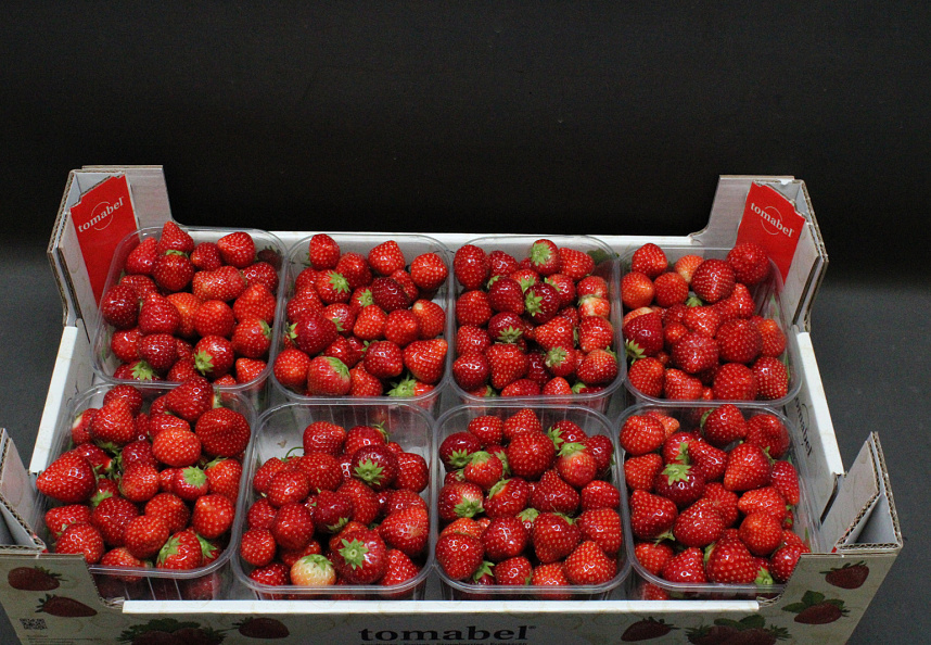 Aardbeien Elsanta