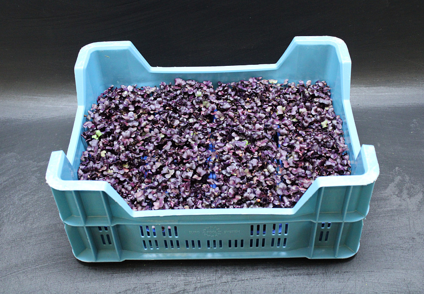 X Sakura Cress®