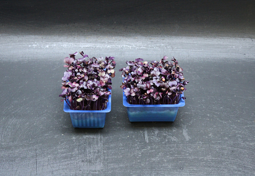 X Sakura Cress®
