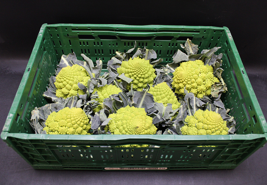 Bloemkool Romanesco 8st