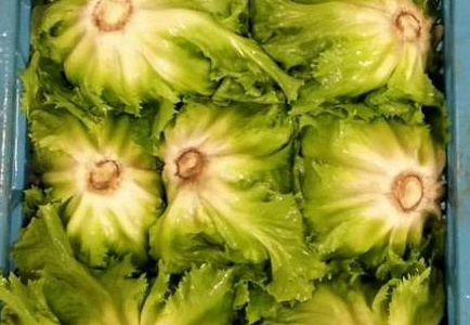 Andijvie Italië 12 stuks