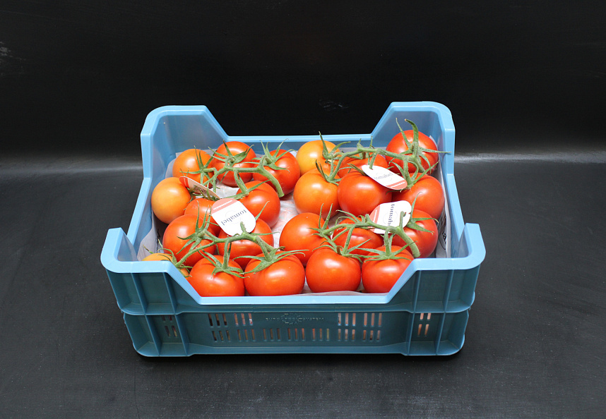 Tomaten Tros Tomabel Supers