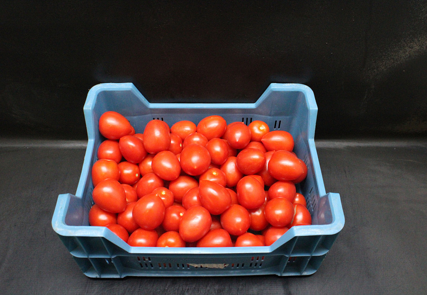Tomaten Pomodorie Los