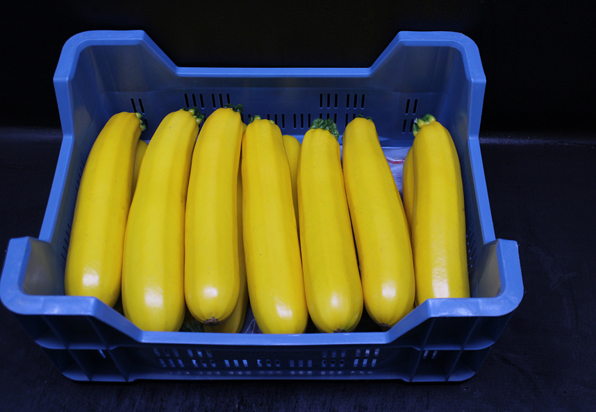 Courgettes Geel