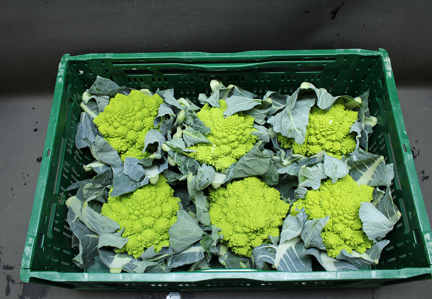 Bloemkool Romanesco 6 st.