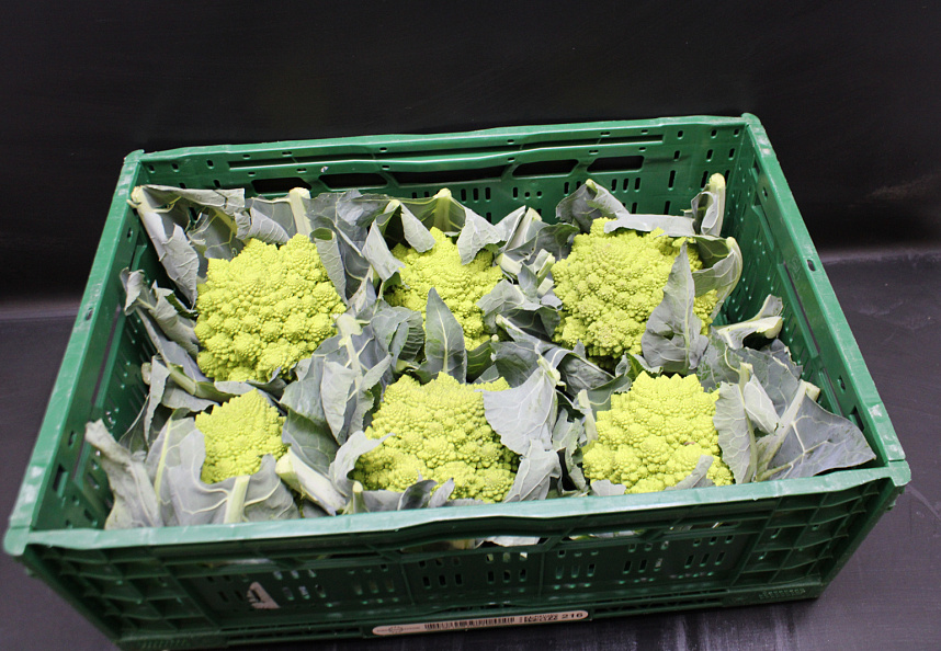 Bloemkool Romanesco 6 st.