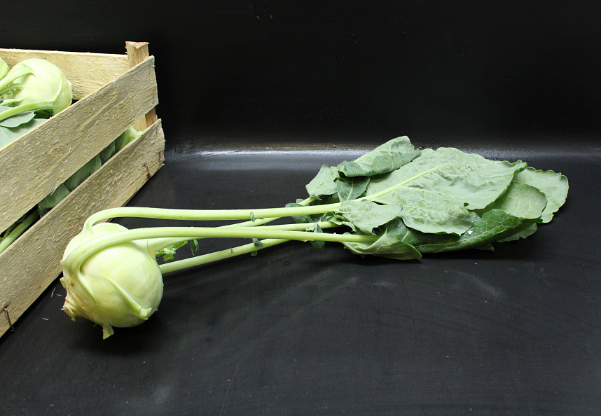 Koolrabie NIEUWE OOGST HOUT