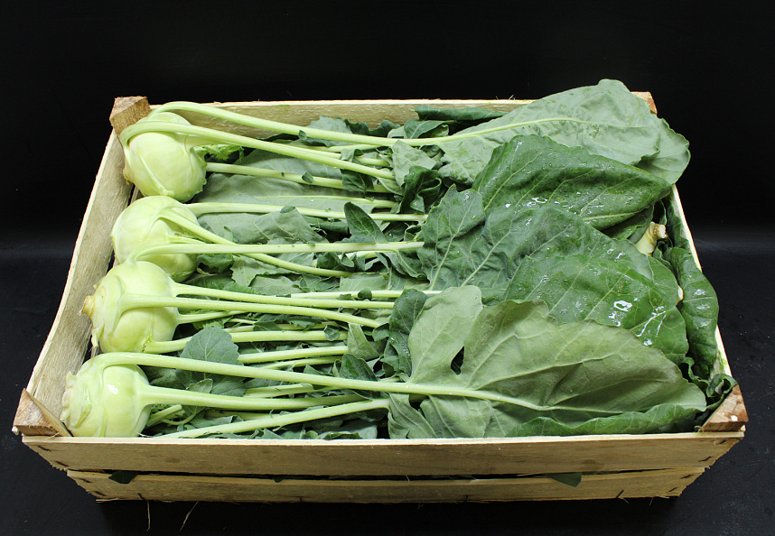 Koolrabie NIEUWE OOGST HOUT