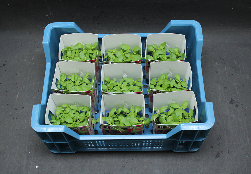 X Limon Cress Single