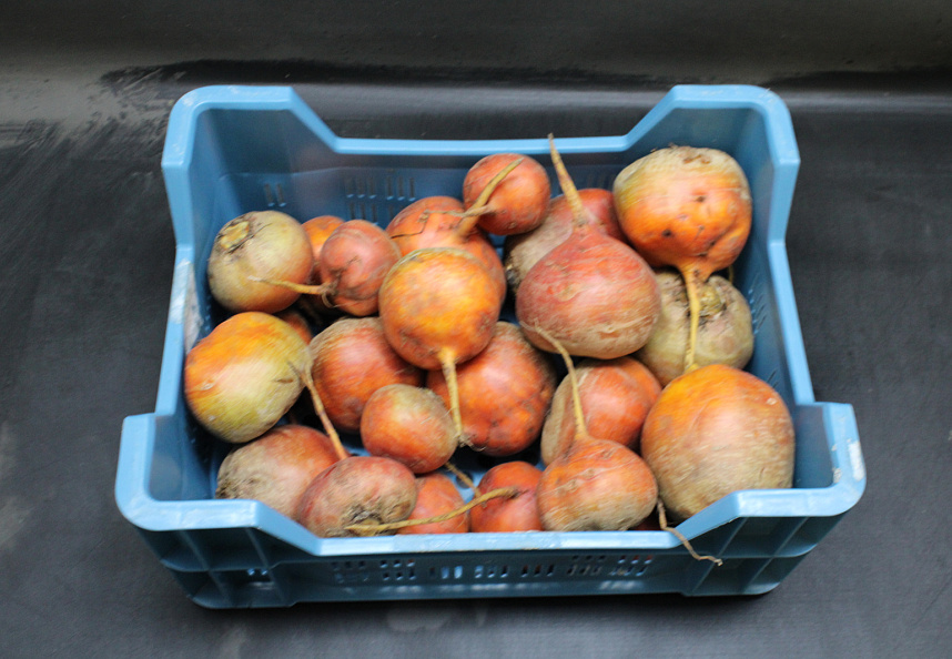Bieten Geel grof