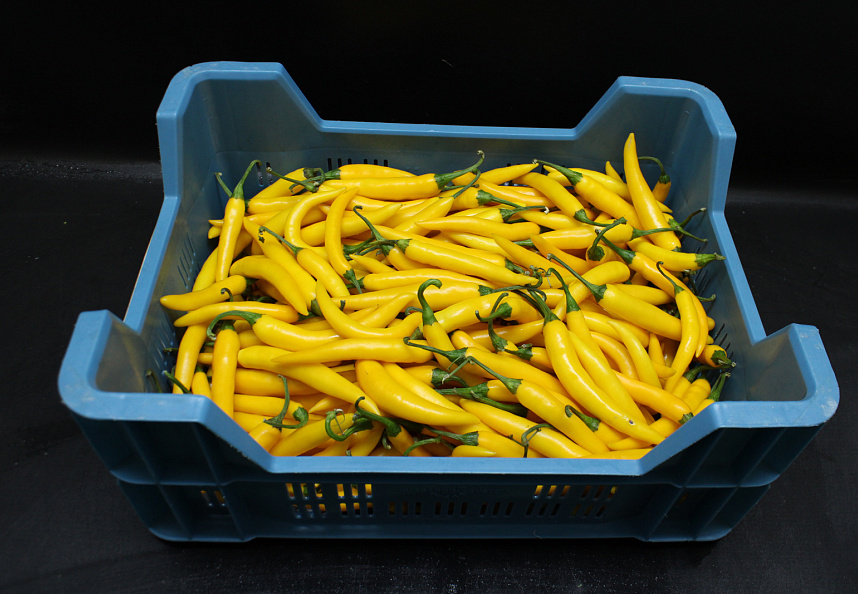 Peper Geel