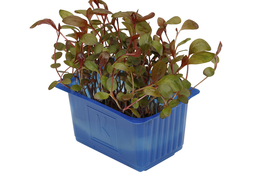 X Adji Cress