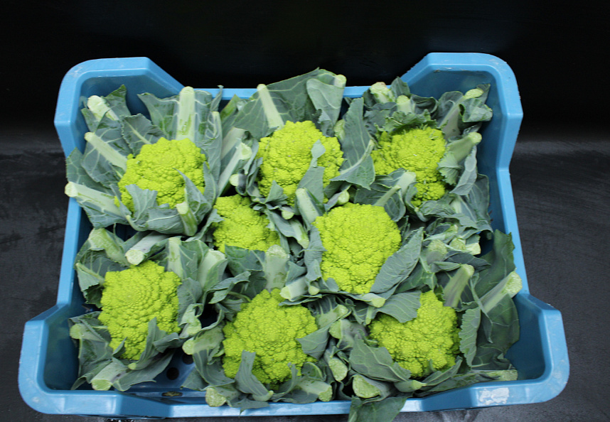 Bloemkool Romanesco