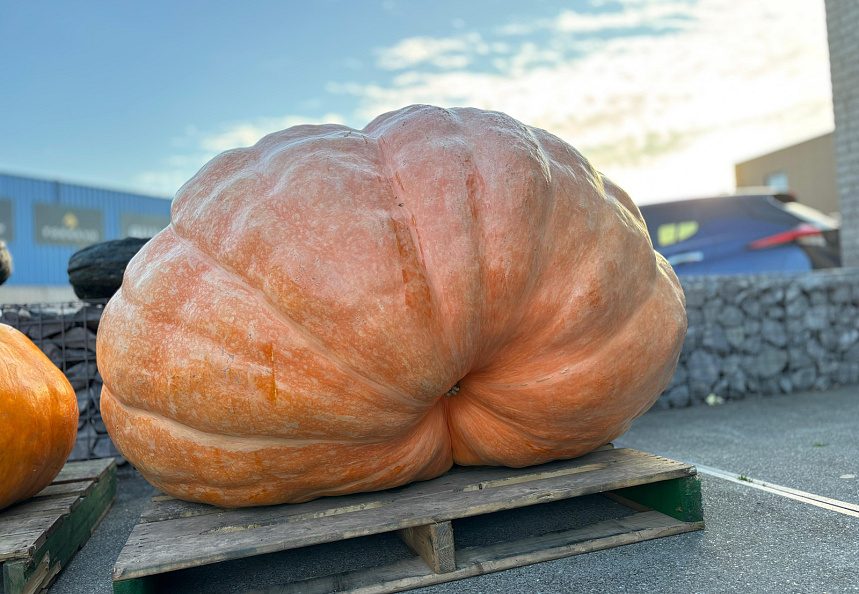 Pompoen Mega 616 kg.