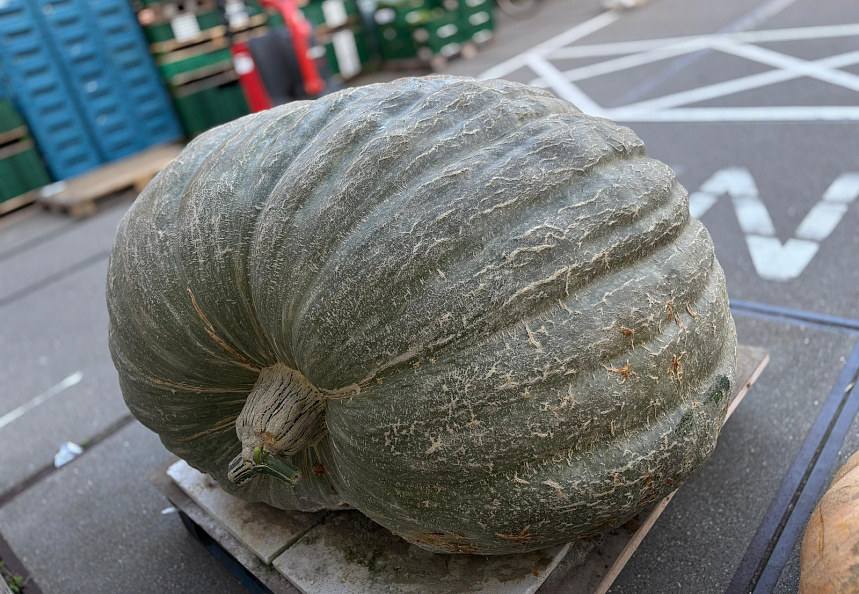 Pompoen Mega 590 kg