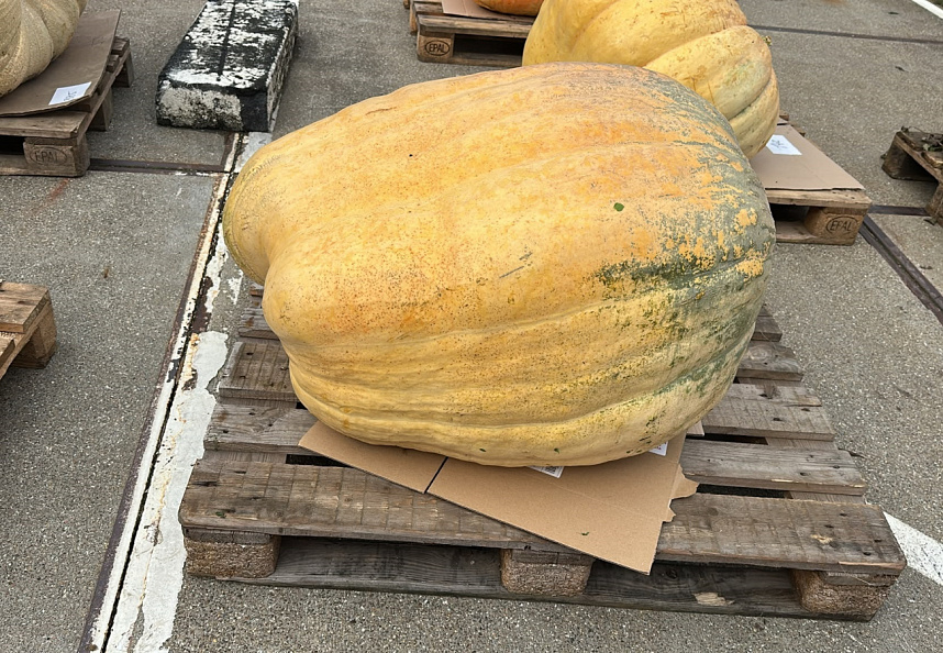 Pompoen Mega 174 kg