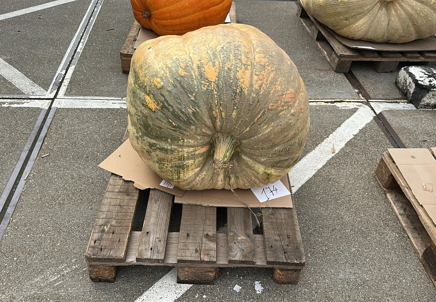 Pompoen Mega 174 kg