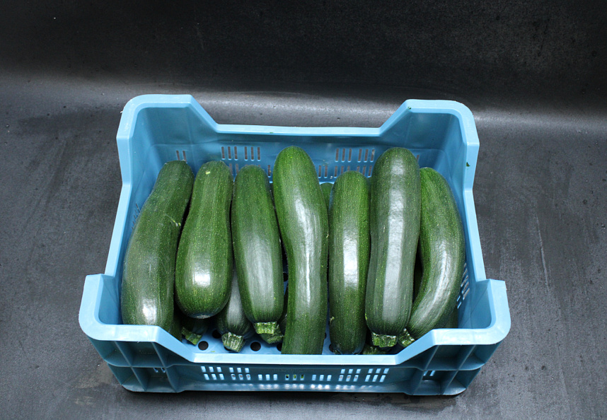 Courgettes KL. II  14 st.
