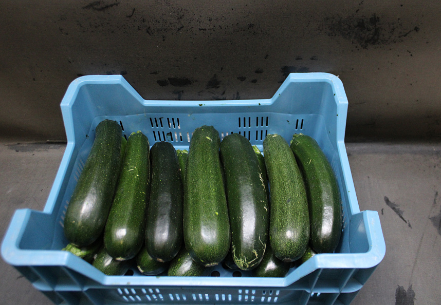 Courgettes 14 st. KL. II