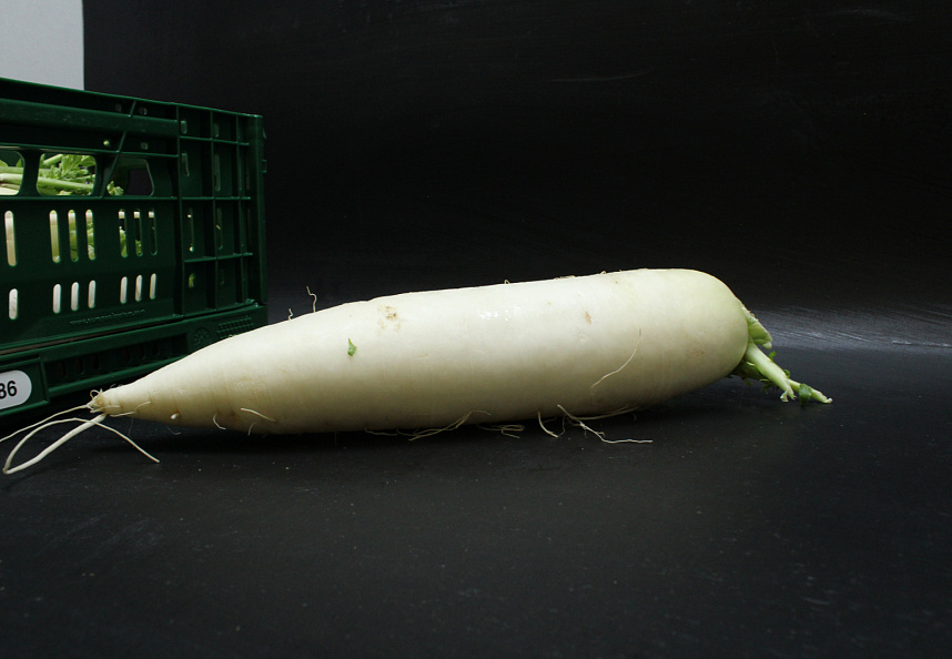 Rettich Exclusief