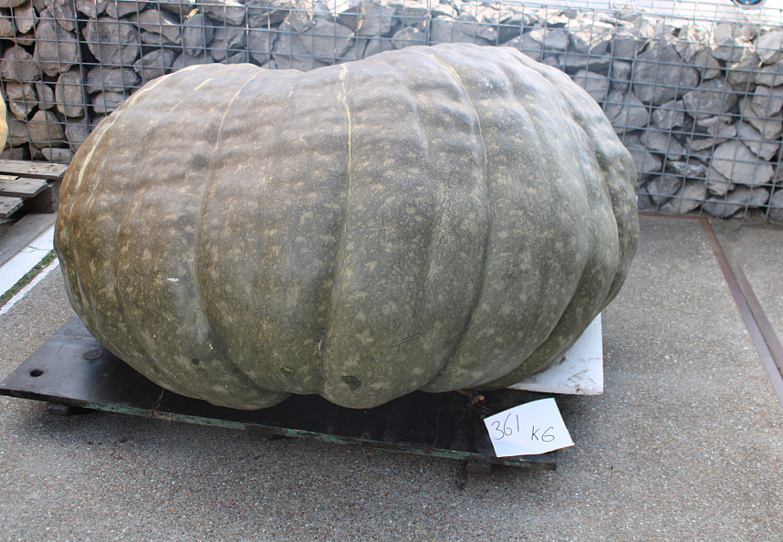 Pompoen Mega 361 kg.