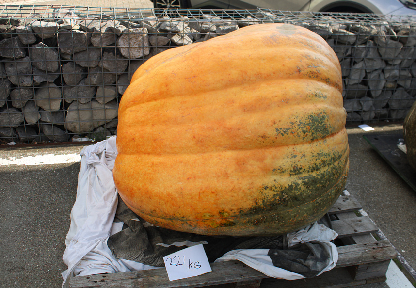 Pompoen Mega 221 kg.