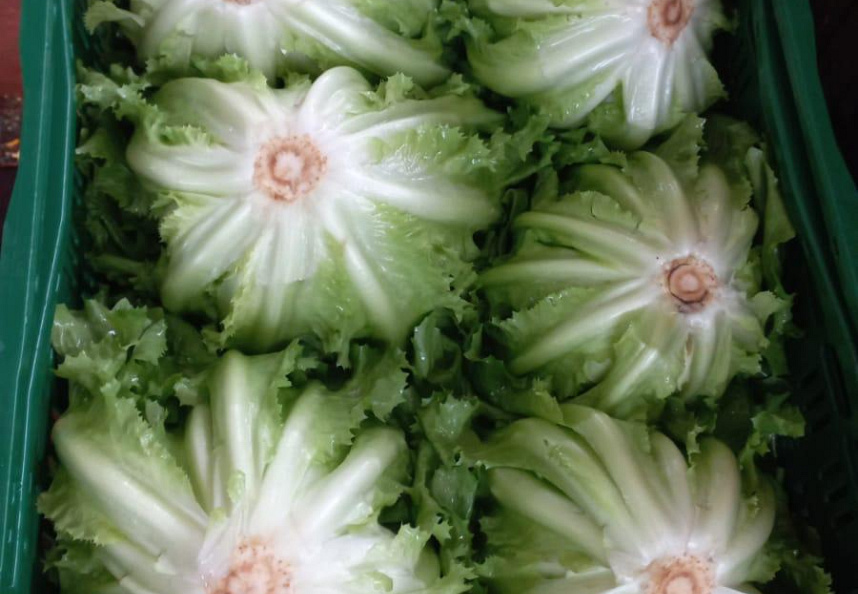 Andijvie Italië 6 stuks