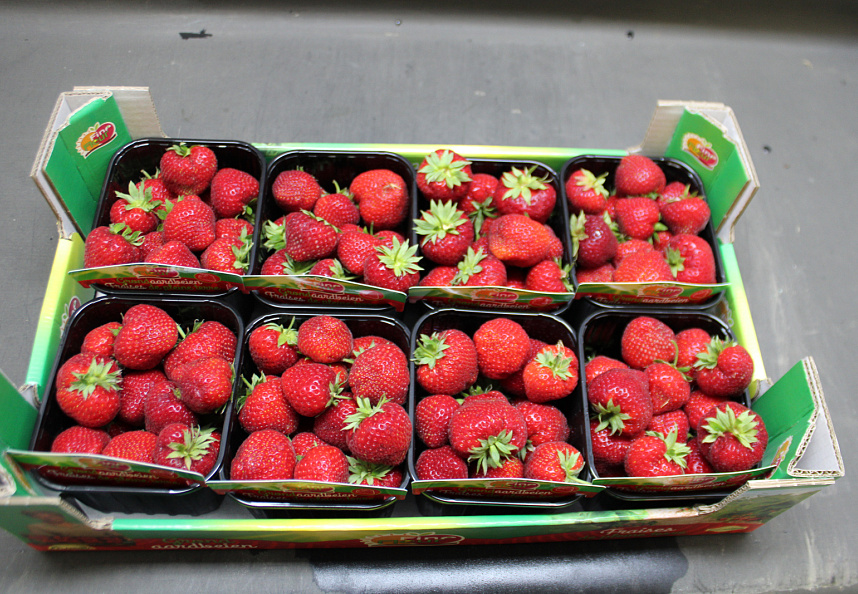 Aardbeien Falco