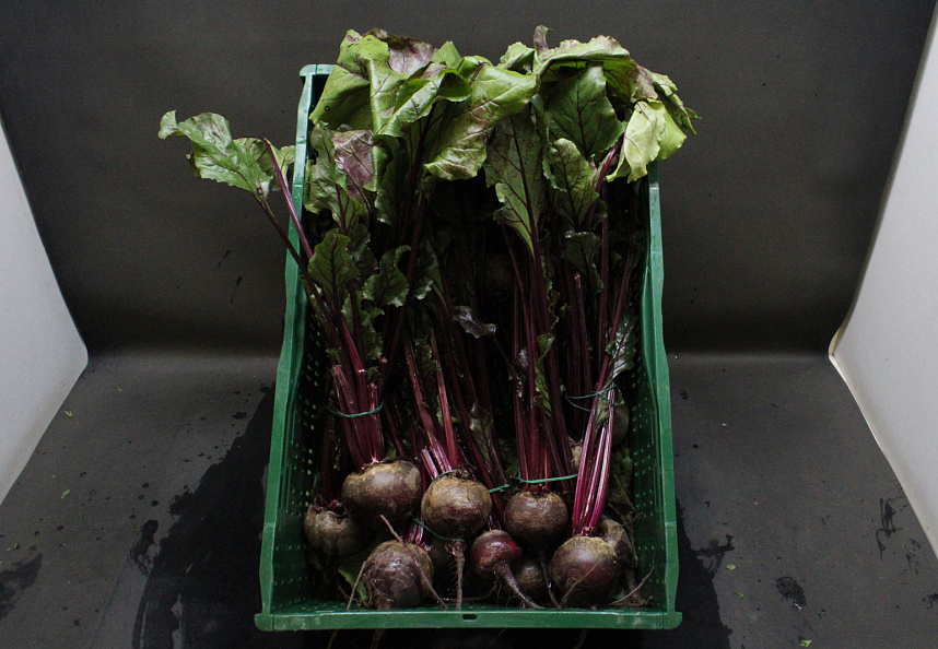 Bieten Bos Rood 10 st.