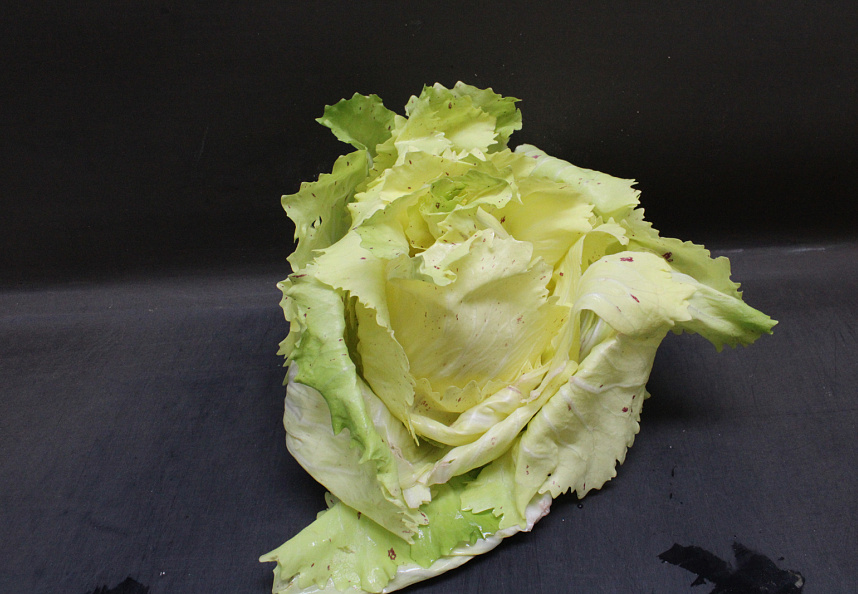 Raddichio Castelfranco