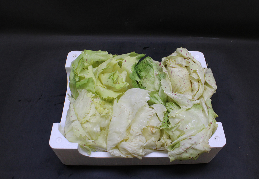 Raddichio Castelfranco