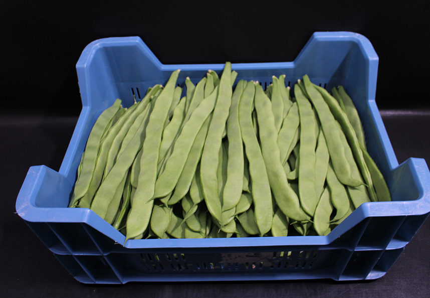 Snijbonen Kas / België