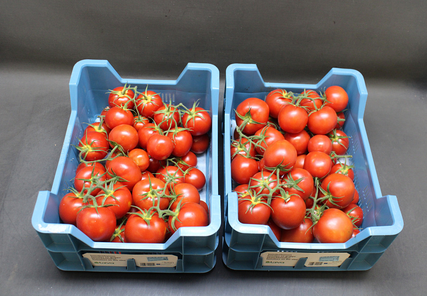 Tomaten Tros  klasse II