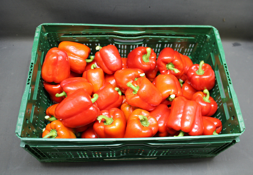 Paprika Rood 85 Kl. II