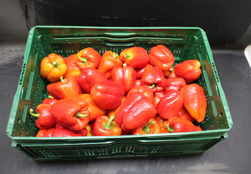 Paprika Rood 85 kl. II