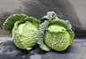 Groene Kool 6st. Holland
