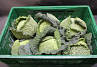 Groene Kool 6st. Holland