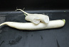 Rettich / Daikon 15 st.
