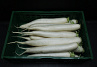 Rettich / Daikon 15 st.