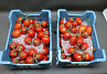 Tomaten Tros Pomodorie