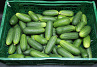 Augurken grof